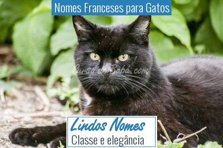 Nomes Franceses para Gatos - Lindos Nomes